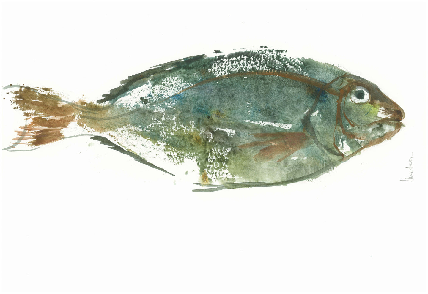 Printed bream - Isabelle Issaverdens