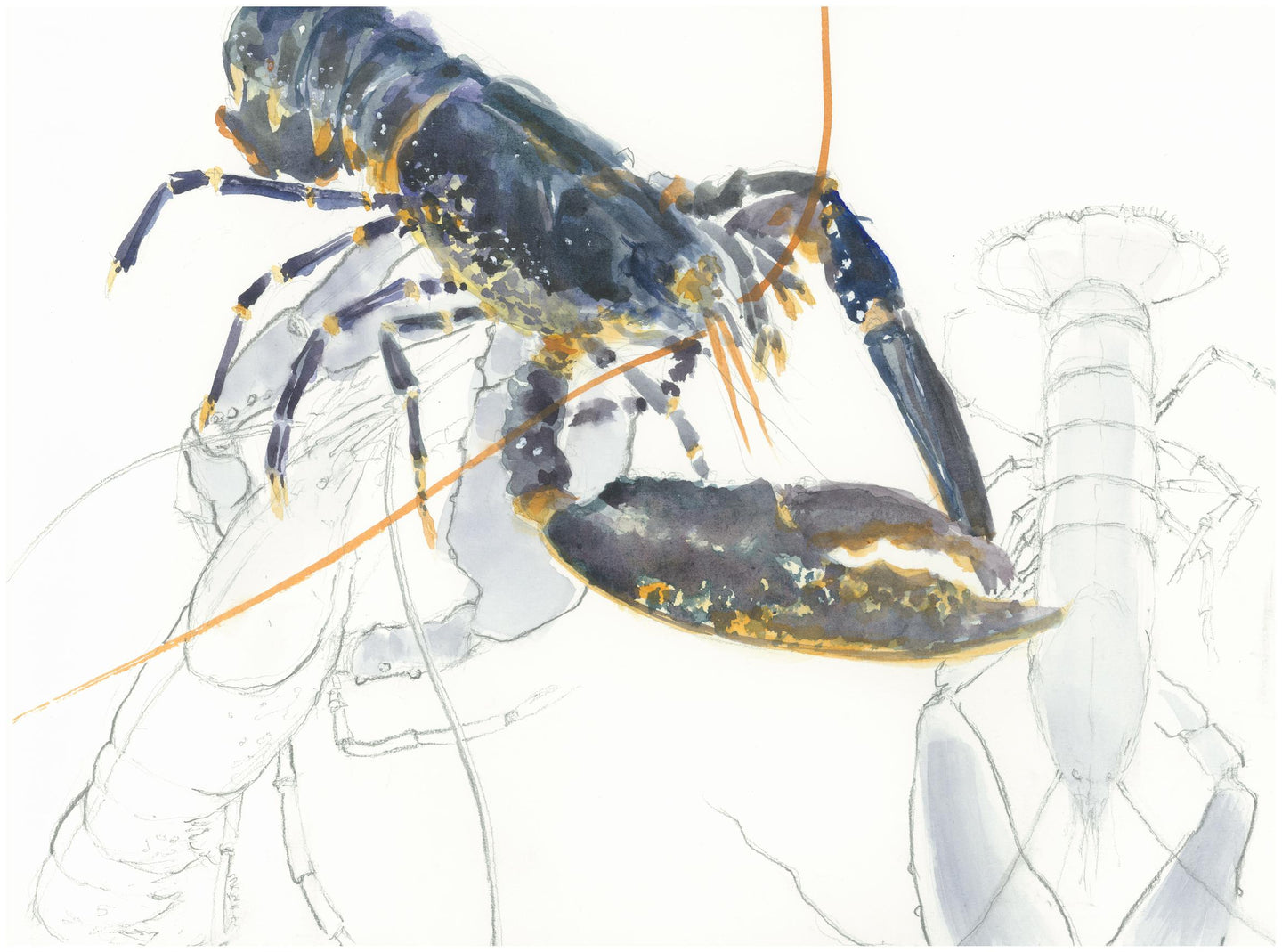 Le homard - Isabelle Issaverdens