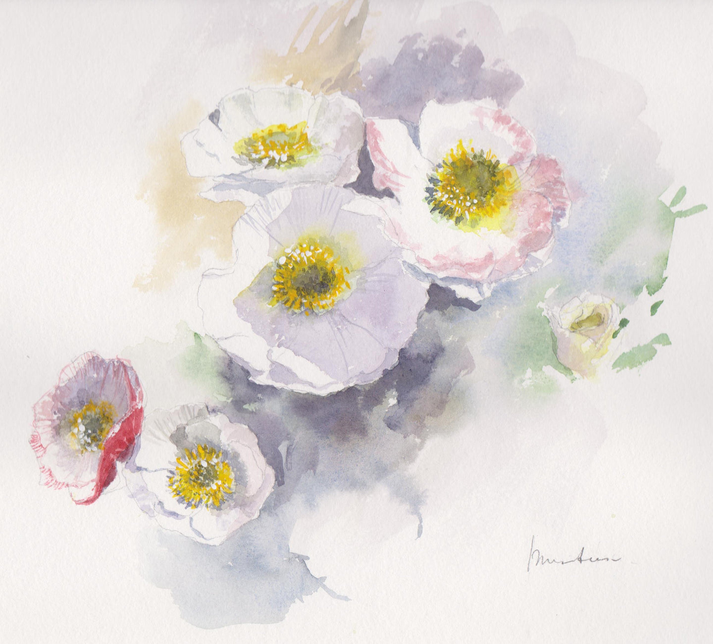 The anemones - Isabelle Issaverdens