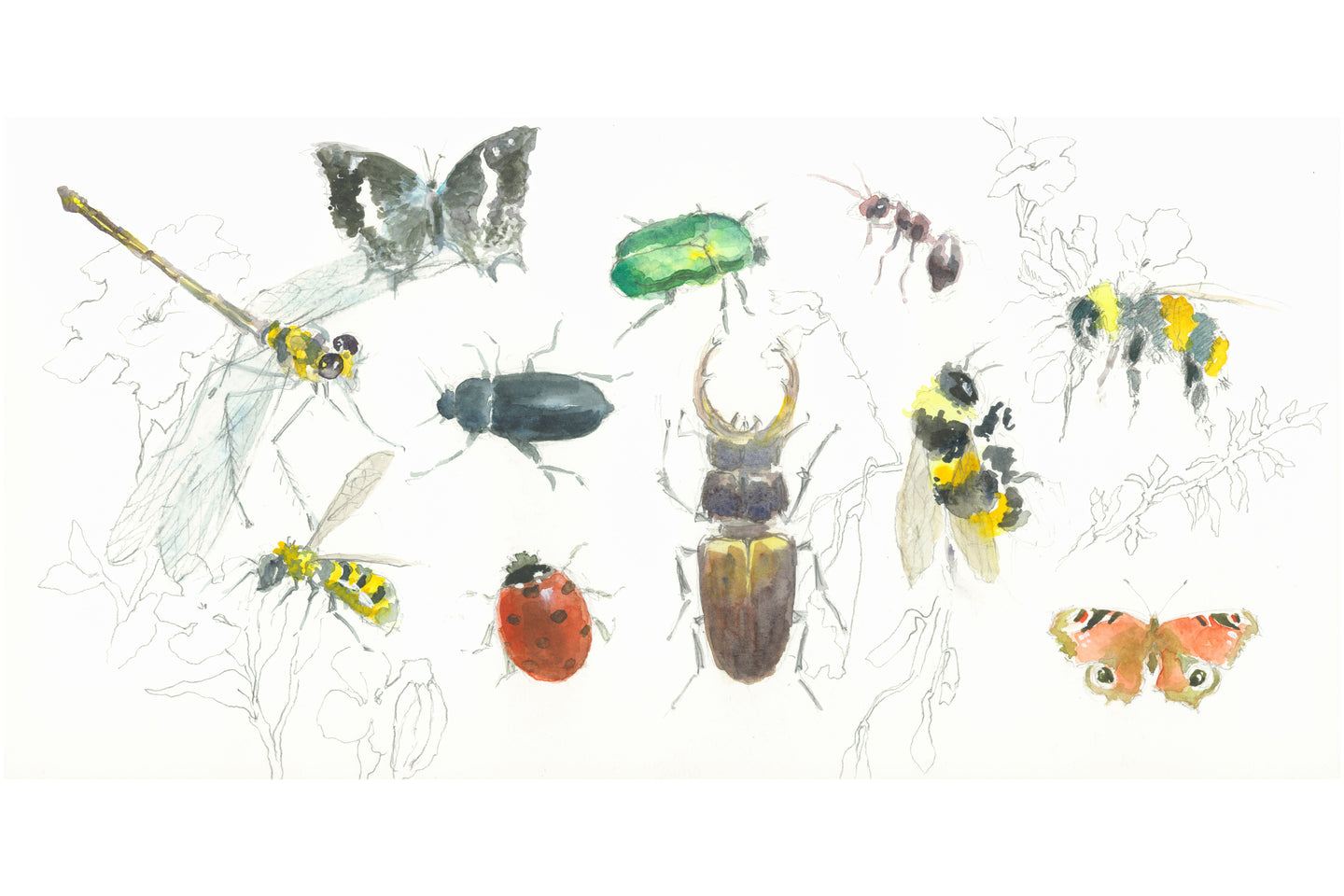 Les Insectes - Isabelle issaverdens